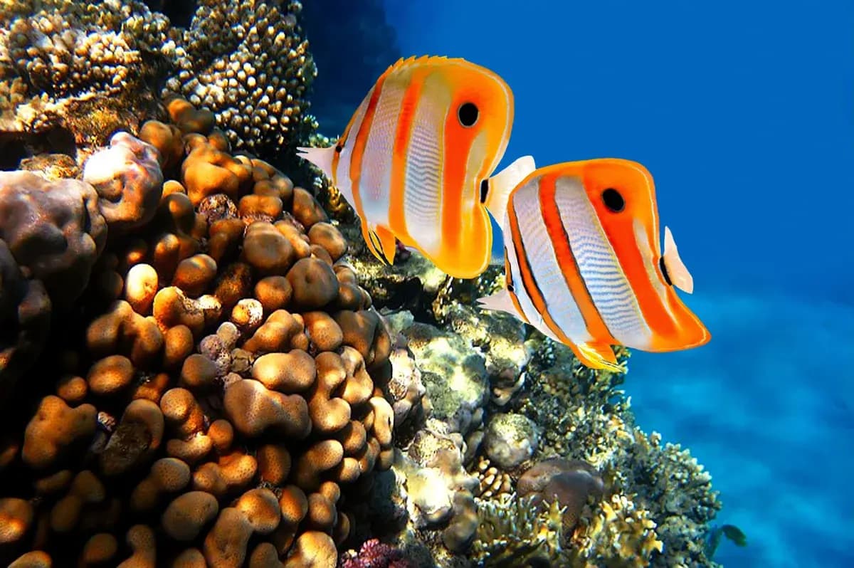 Fish in a reef Fish in a reef