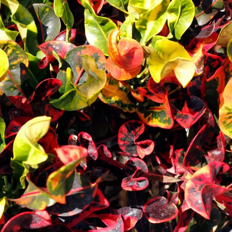 flower-and-fauna-care-post-feature-image